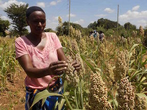 Makueni Crops