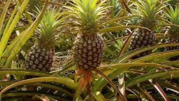 Pineapple Crop