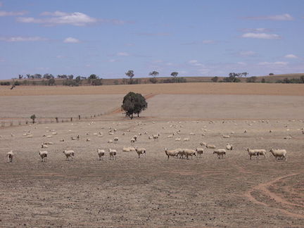 Riverina Sheep