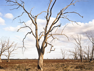 Drought Tree