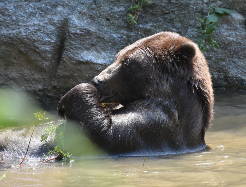 The Kodiak bear