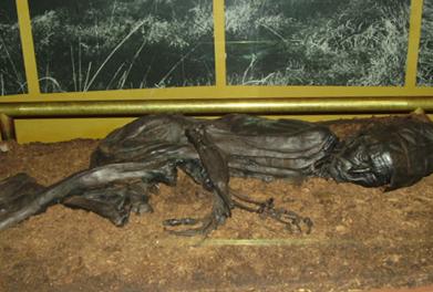 Tollund Man bog body on display at Silkeborg Museum in Denmark