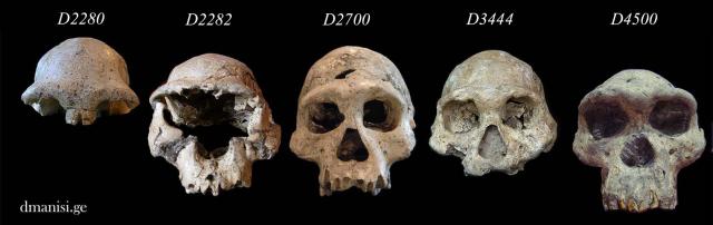 Skulls excavated in the Georgian town of Dmanisi