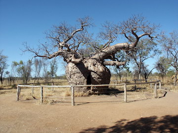 Baobab Tree