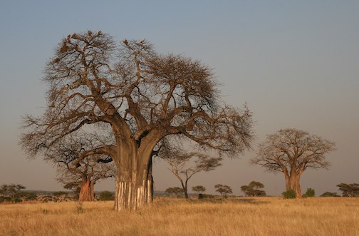 Baobab Tree