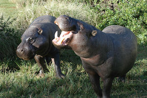 Pygmy Hippo