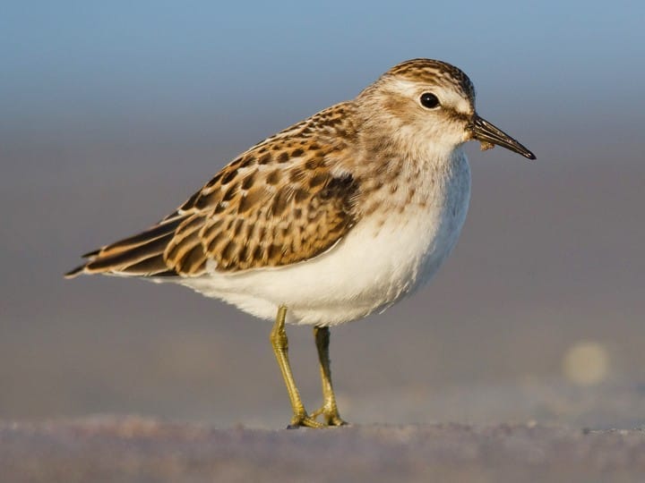 Sandpiper