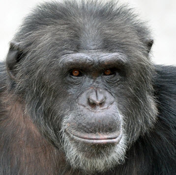 Hugo, a chimpanzee living at the Chimp Haven sanctuary