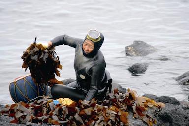 Haenyeos retrieving seaweed