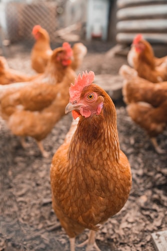 Brown hen in chicken yard