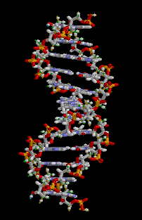 DNA structure