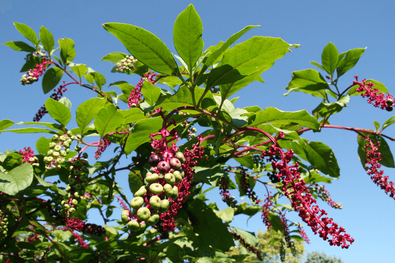 American pokeweed