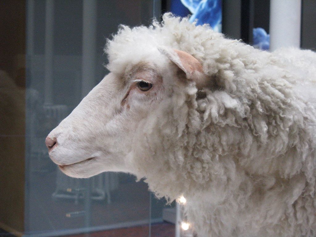 Portrait of Dolly the sheep