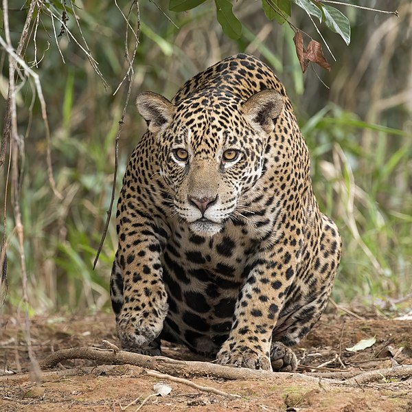 Jaguar in Brazil