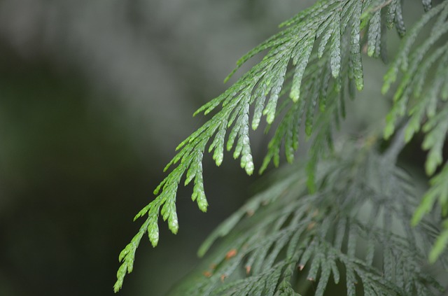 Cedar leaves