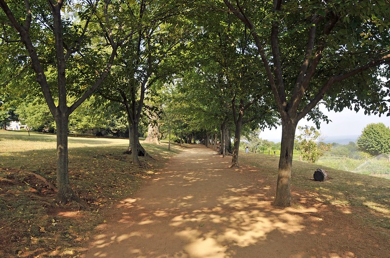 Mulberry Row at Monticello (dirt road lined with trees)