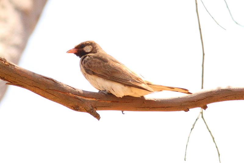 Greater honeyguide on tree branch against white background