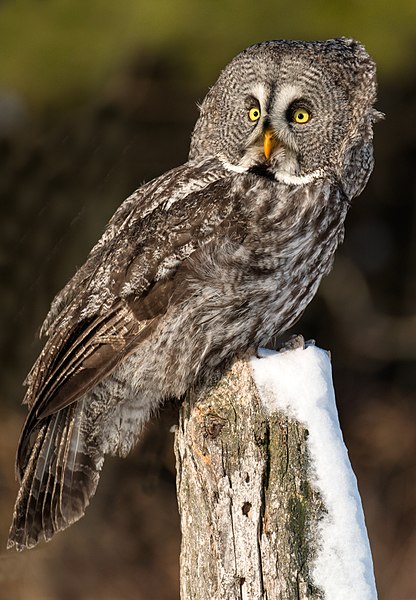 Great gray owl