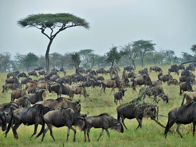 Wildebeests in Serengeti National Park standing on grass-covered ground with trees in background