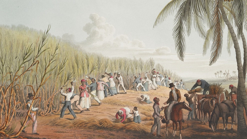 Painting depicting enslaved people harvesting sugar on an Antiguan plantation