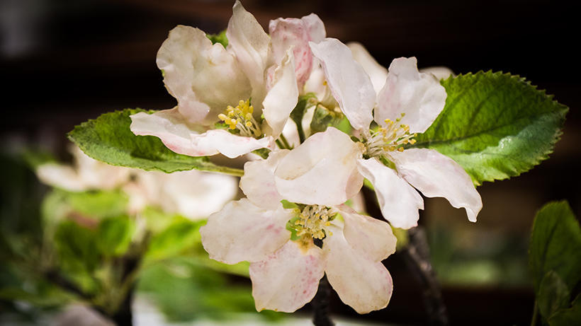Apple Blossom detail in Glass Flowers exhibit