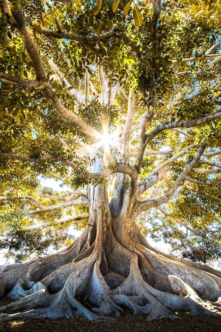 Banyan tree with sunlight streaming between leaves