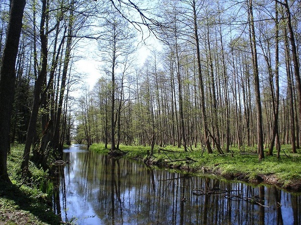 Trees along the banks of a stream in Bialowieza Forest