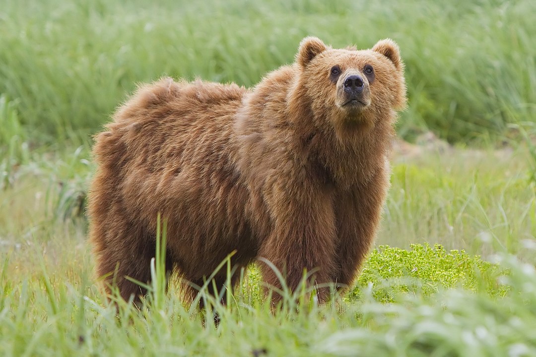 Brown bear standing in a grassy area looking at the camera