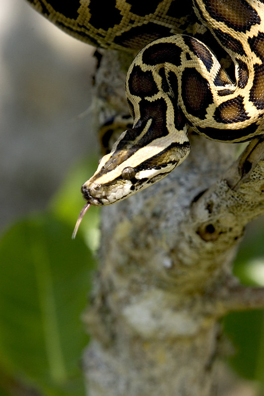 Burmese python in a tree