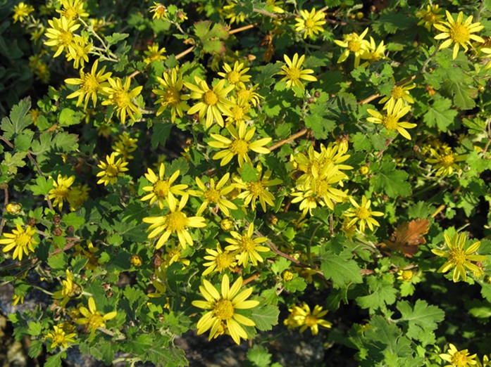 A chrysanthemum plant with yellow buds