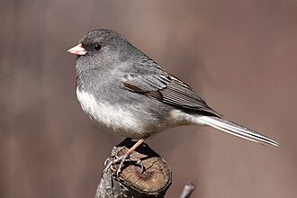 A grey bird perches on a tree stump