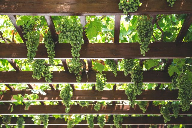 Photo of green grapes hanging from a wooden trellis