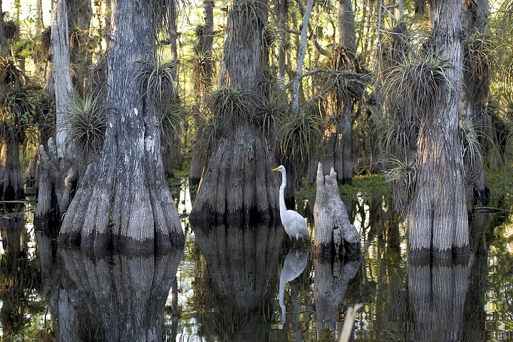 A great egret surrounded by trees in the Everglades