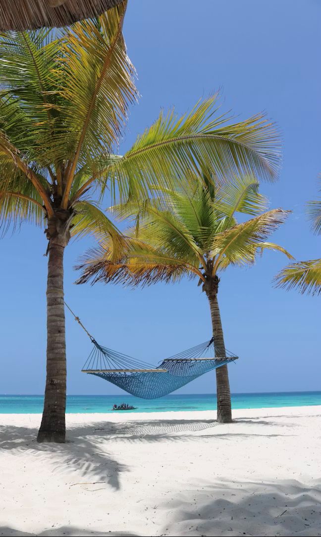 Photo of hammock hung between palm trees on white sand beach