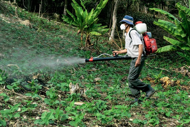 Person in a protective mask spraying a pesticide on a field of crops