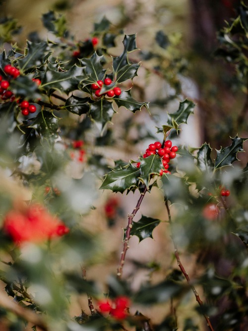 A close up images of holly berries and leaves