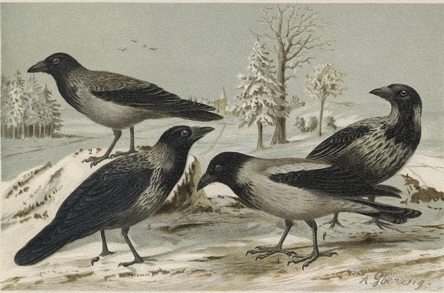 Drawing of four hooded crows in the snow