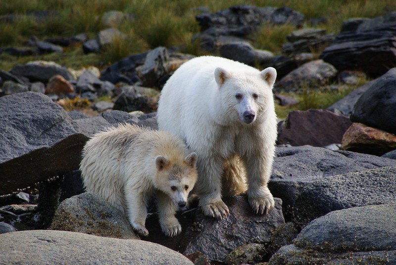Two white bears, one small and one large, standing on rocks