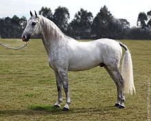 Lipizzan