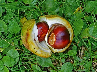 The fruit of a buckeye tree, opened to expose the buckeye nuts inside