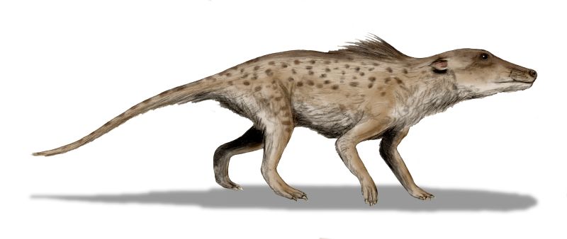 Pakicetus inachus