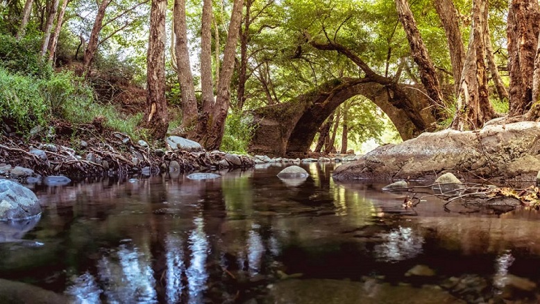 Paphos Forest in Cyprus featuring trees and a bridge over a stream