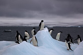 Adélie penguins stand on an iceberg in Antarctica