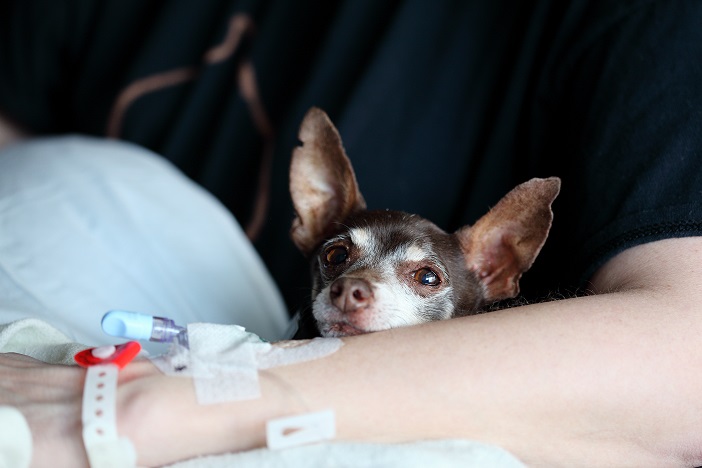 A person's arm attached to an IV holding a small dog
