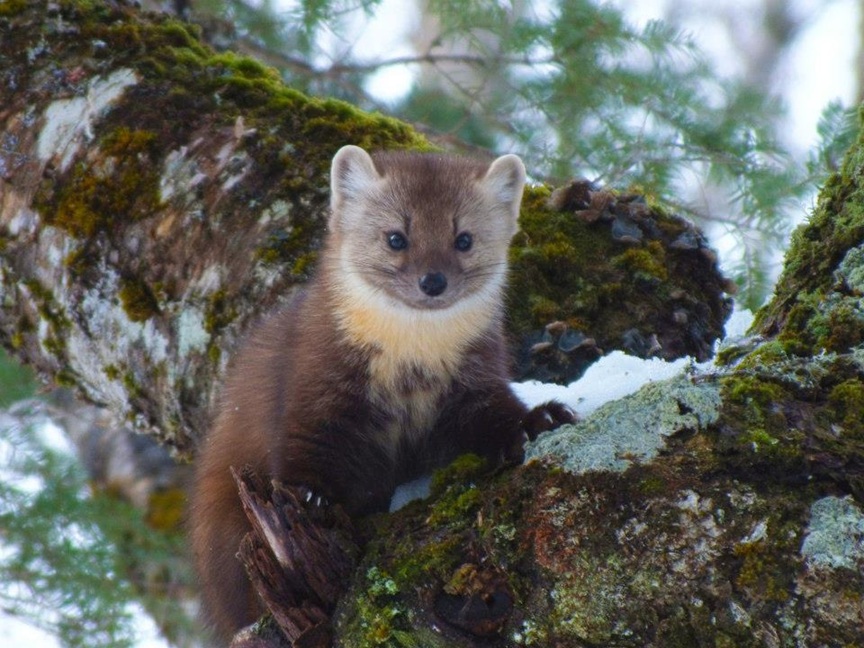 A Newfoundland pine marten standing on a mossy log in a forest, looking alert with its golden throat patch visible