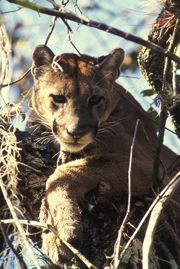 A catamount, or North American cougar, with one paw hanging over a tree branch, facing the camera
