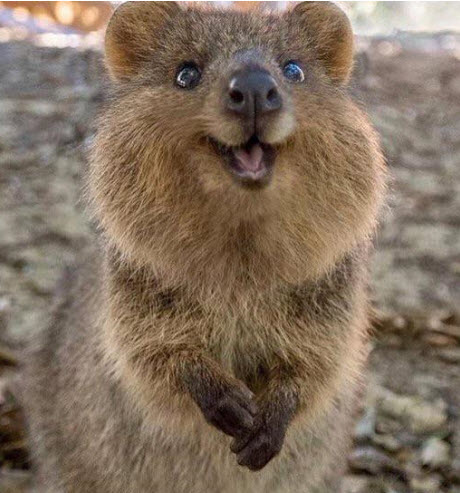 Quokka, a small, brown marsupial with rounded ears