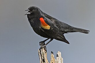 A black bird perches on a tree stump