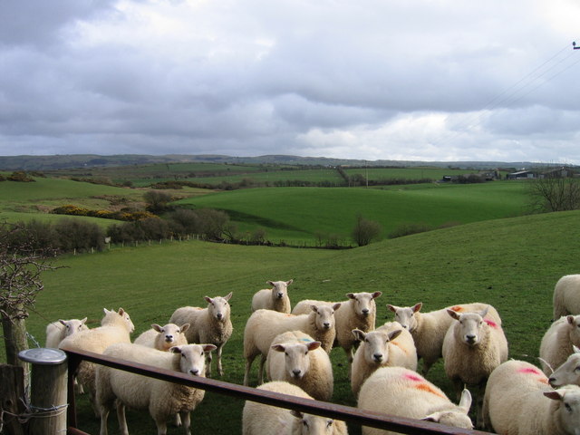 Sheep grazing on a large field in Wales