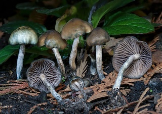 photograph of psilocybe baeocystis mushrooms